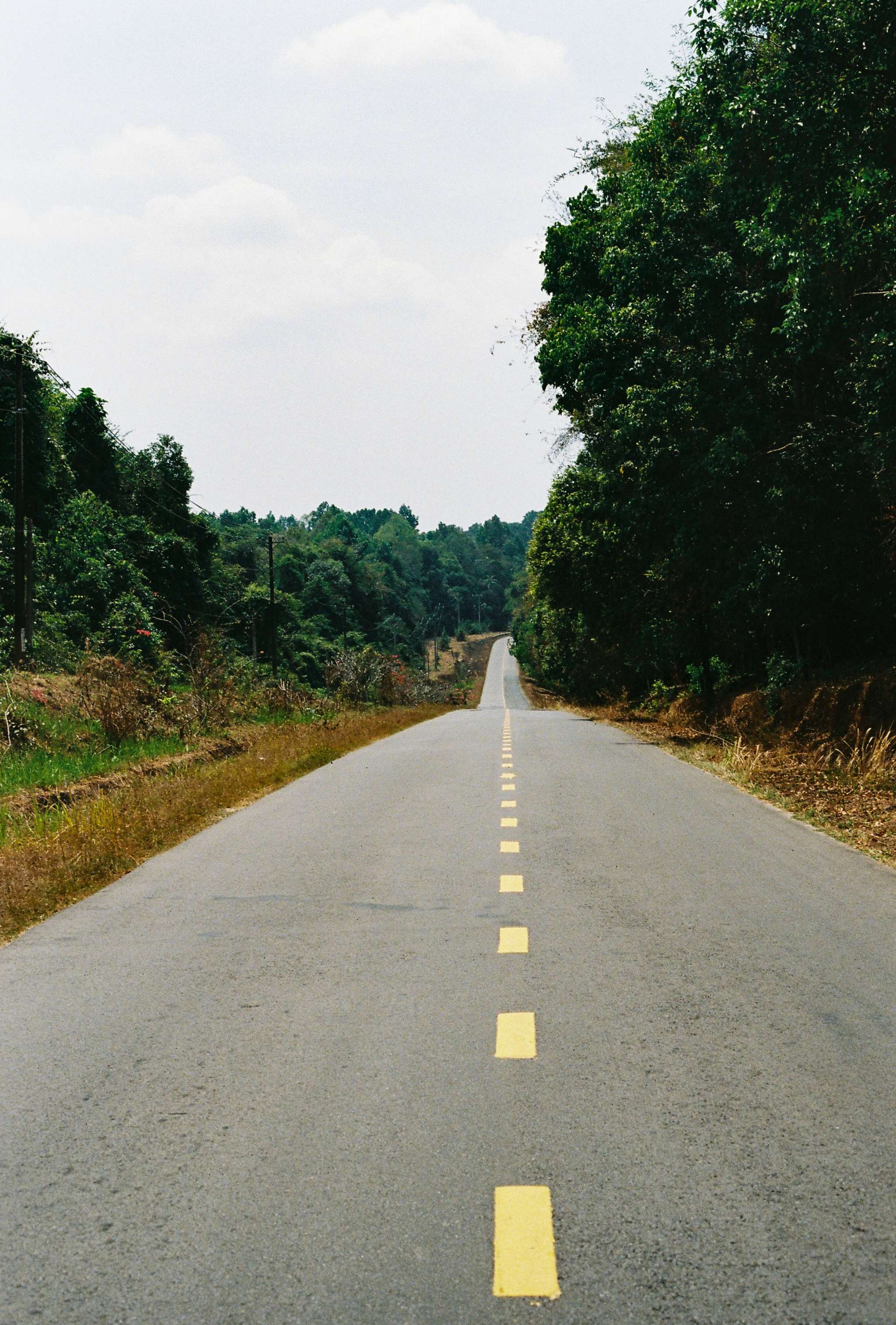 #25 - DT761 - road trip - forest