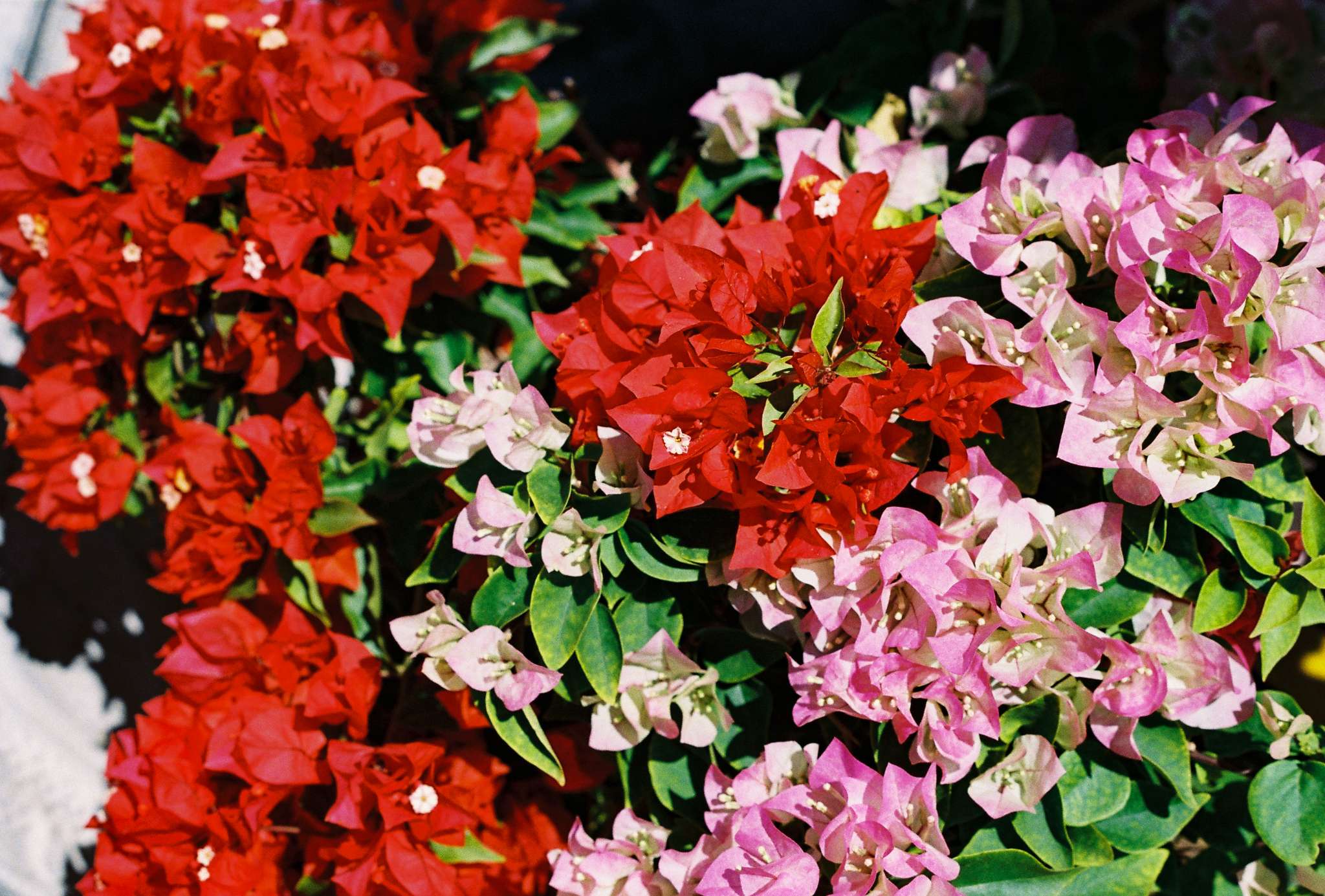 #19 - F5.6 - 1/1000 - soft midday light