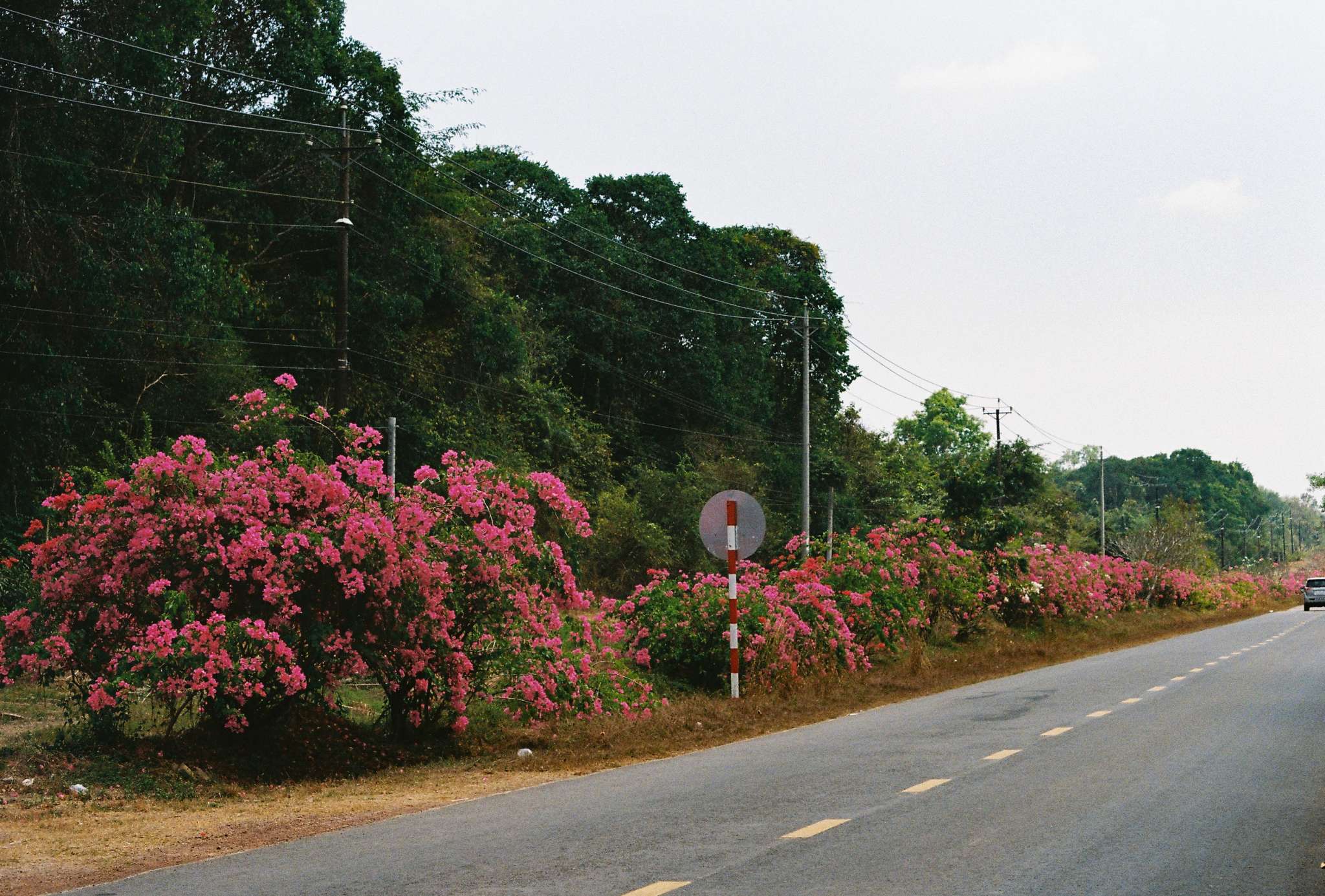 #26 - DT761 - road trip - forest